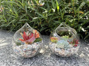 Ivolador Hanging Planter Glass Terrarium Container Air Plant Holder Succulents Globe Shape Home Garden Decor-4.7 Inches-3PCS by GreenHaven Gardens