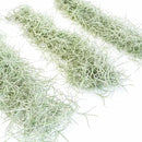 6 Pack Thick Colombian Spanish Moss Live Strands with Wire Hook - Tillandsia Usneiodes - Live Tillandsia Succulent House Plants - Home and Garden Decor - Easy Care Indoor and Outdoor Plants by GreenHaven Gardens