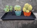 2 Pack Plant Growing Nursery 1020 Trays, Plant Saucer Tray, Heavy Sturdy Seed Starting Trays, Plant Saucer for Indoors No Holes, Seed Starter Growing Tray (22"x11.2", Black) by GreenHaven Gardens