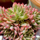 FWPP Live Succulent Echeveria Mebina Variegata,3.5 Inches Mini Succulents Plants Live,Bare Root Without Pot Soil,Clustered Live Plants,House Plants for Gift Party Wedding Garden Baby Shower DIY Decor by GreenHaven Gardens