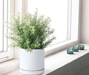D'vine Dev Set of 2 Plants Pots, 6 Inch Ceramic Planter Pot for Plants with Drainage Hole and Saucer, White, 94-V-C-1 by GreenHaven Gardens