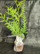 Thuja Green Giant Arborvitae Lot of 30 Each in a Protective Pouch 12-15 inches Tall by GreenHaven Gardens