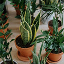 Terracotta Pots 4 inch, Pack of 12 Clay Pots for Plants, Small Terracotta Pots with Drainage Holes and Saucers, Mini Nursery Plant Pots for Succulents, Cactus, Indoor,Outdoor by GreenHaven Gardens