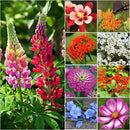Seed Needs Wildflower Seeds Hummingbird and Butterfly Seed Mix | 5 Packs (1 Ounce Each) No Filler 23 Varieties Garden Seeds Annual & Perennial Species | Pollinator Attracting Flower Seed | Bulk by GreenHaven Gardens