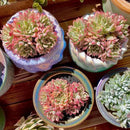 FWPP Live Succulent Echeveria Mebina Variegata,3.5 Inches Mini Succulents Plants Live,Bare Root Without Pot Soil,Clustered Live Plants,House Plants for Gift Party Wedding Garden Baby Shower DIY Decor by GreenHaven Gardens