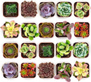 Shop Succulents Colorful Succulent Plant Pack 2" Grow Pot Pack of 40 by GreenHaven Gardens