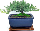 Live Dwarf Juniper Bonsai Tree 7 Year Old with Hand-Made Bamboo Stand | Juniper or Jade Bonsai Tree | Indoor/Outdoor | 100% Handcrafted| Home and Office Décor | Best Gift for Holiday by GreenHaven Gardens