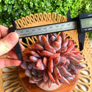 FWPP Succulent Plants Live Echeveria Orange Monroe,3-4 Head 3.5 inches Pink Mini Plants,Bare Root Without Pot Soil Live Plants,Wedding Garden Indoor House Baby Shower Decor Friend Plant Lover Gift by GreenHaven Gardens