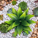 Fake Plants Artificial Agave Plants,Large UV Resistant Fake Agave Planters for Indoor and Outdoor Decorating Tropical Plant Succulents Greenery Indoor Decor((2Pack Light Green) 13.8" by CozyNest Decor