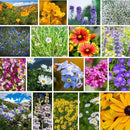Rocky Mountain Wildflower Seeds Mix - 1 Lb Seed Pouch - 22 Wild Flower Seed Varieties - Annuals, Perennials and Bi-Annuals - Flower Garden by GreenHaven Gardens