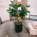 6 Inch Plant Pots, Ceramic Planter Pot with Drainage Hole & Saucer, Indoor/Outdoor Cylinder Round Planter Pot, Matte Black by CozyNest Decor
