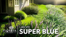 Liriope Super Blue | 10 Live Plants | Liriope muscari 'Super Blue' | Ornamental Ground Cover Plants | Shade-Tolerant Landscaping Perennial by GreenHaven Gardens