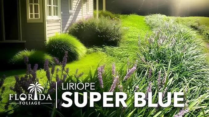 Liriope Super Blue | 30 Live Plants | Liriope muscari 'Super Blue' | Ornamental Ground Cover Plants | Shade-Tolerant Landscaping Perennial, photo 9 of 9