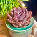 FWPP Live Succulents Plants Echeveria Black Mamba 3 inches,Rare Black Red Succulents Bare Root Without Pot Soil, Live Plants Indoor Office Decoration Wedding and Gift by GreenHaven Gardens