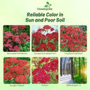Outsidepride Cerise Queen Yarrow Seeds – 10000 Pcs. Perennial, Versatile, Clump-Forming, & Drought Tolerant Flower Seeds for Planting Fragrant & Vibrant Blooms, Ideal for Pollinator Gardens by GreenHaven Gardens