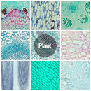 30 Microscope Slides with Specimens for Kids, Prepared Microscope Slides for Kids Microbiology, Glass Slides for Microscope, Biology Gifts for Adults Kids by TinyTreasures Baby Boutique