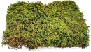 Preserved Sheet Moss in Natural Green | Decorative Real Natural Green DIY Kit Terrariums Gardenning Art Wall Decor Florist Decor Easter Table Decor Wedding - 3 Quart by GreenHaven Gardens