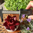 FWPP Live Succulents Plants Echeveria Agavoides v Romeo Rubin 3 inches,Rare red Succulents Bare Root Without Pot Soil, Live Plants Indoor Office Decoration Wedding and Gift by GreenHaven Gardens