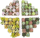 Altman Plants, Live Succulents Plants (50 Pack), Nursery Pots Variety Pack, Bulk Succulents Plants Live Plants Indoor Plants Live House Plants Indoors Live Indoor Plants Live Houseplants Live Indoor by GreenHaven Gardens