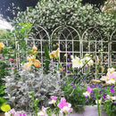 Metal Garden Trellis Rustproof Trellis for Climbing Plants Outdoor Flower Support Butterfly Deco (Cream White-4 Pack, 71"x19.7") by GreenHaven Gardens