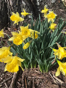 Dutch Master Daffodils (25 Bulbs) - Yellow Daffodil Narcissus Bulbs by GreenHaven Gardens