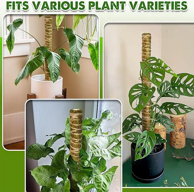 DUSPRO Natural Stackable Moss Pole for Plants Monstera Potted Plant Stakes for Indoor Plants Extendable Plant Pole Moss Sticks for Plants Climbing Vine Supporting Monstera Trellis 10Pcs 22'', photo 6 of 7