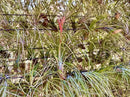 Air Plants - Tillandsia Juncea, Jumbo 8-12" - 5ct - Live Arrival Guaranteed - House Plants for Home Decor & Gift by GreenHaven Gardens