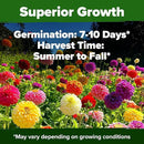 HOME GROWN 𝗨𝗦𝗔 𝗣𝗥𝗘𝗠𝗜𝗨𝗠 Zinnia Dahlia Seeds Pack for 2025 – 524 𝗡𝗢𝗡-𝗚𝗠𝗢 Flower Seeds | Vibrant Zinnia Elegans for Pollinator Gardens, Borders & Containers | Easy-to-Grow Outdoor Blooms by GreenHaven Gardens