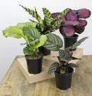 Calathea Prayer Plants Live House Plants Kit (4 PK), Calathea Plant Live Indoor Plants Live Houseplants, Live House Plants Indoors Live Plants Indoor, Live Indoor House Plants Live by Plants for Pets by GreenHaven Gardens