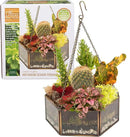 Deco Glass Geometric DIY Terrarium, Succulent & Air Plant- Hanging Mini Hexagon Shaped for Indoor Gardening Decor- Create Your own Flower, Fern, Moss Centerpiece- Amazing Holiday and Wedding Gift by GreenHaven Gardens