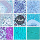 30 Microscope Slides with Specimens, Prepared Microscope Slides Set with Plants Animals Insects for Adults Students Homeschool Basic Biological Science Education by TinyTreasures Baby Boutique