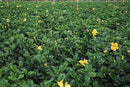 Hibiscus Live Plant - Yellow Hibiscus Bush - Flowering Plants - Yellow Ft. Myers - Overall Height 26" to 28" - (Plant Only)… by GreenHaven Gardens