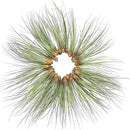 Air Plants Bulk - Tillandsia Juncea Wholesale, Jumbo 8-12" - 30ct - Live Arrival Guaranteed - House Plants for Home Decor & Gift by GreenHaven Gardens