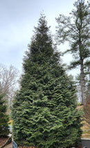 Thuja Green Giant Arborvitae Lot of 4, 3 Inch Pot by GreenHaven Gardens