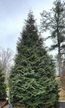 Thuja Green Giant Arborvitae Tree, 3 Inch Pot by GreenHaven Gardens