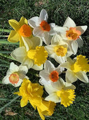 Mixed Large Cup Daffodils- 50 Perennial Daffodil Bulbs - Assorted Colors Narcissus by GreenHaven Gardens