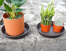 Plant Saucer 14 Inch 2 Pack 6 8 10 12 14 16 18 20 25, Plastic Plant Trays for Pots，Extra-Deep Plant Water Dray Tray, Bird Bath Bowl, Heavy Flower Plant Saucers Indoors and Outdoor No Holes by GreenHaven Gardens