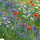 Wildflower Seed Bulk, 3 Oz. (80,000+ Seeds) – 19 Non-GMO Flower Seeds for Shade, Annual & Perennial Wild Flowers Mix for Partial Shade – Shade Tolerant by Mountain Valley Seed by GreenHaven Gardens