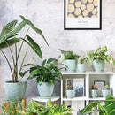 8 Inch + 6 Inch Plant Pots for Indoor Plants, Ceramic Planter with Drainage Hole and Saucers, Garden Pots for Succulent, Orchid, and Flower, Set of 2 by CozyNest Decor