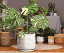 D'vine Dev 8 Inch 6 Inch Ceramic Indoor Planter Pots with Drainage Hole and Saucer, Beaded Design Flower Pots, Set of 2, Smoked White, 27-D-P-1 by GreenHaven Gardens