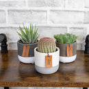 Succulents Plants Live in Plant Pot Set (3 Pack), Succulent Cactus Plants Live Plants, Indoor Plants Live Gardening Gifts for Plant Lovers, Live Succulents Plants Live Houseplants by Plants for Pets by GreenHaven Gardens