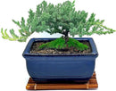 Live Dwarf Juniper Bonsai Tree 7 Year Old with Hand-Made Bamboo Stand | Juniper or Jade Bonsai Tree | Indoor/Outdoor | 100% Handcrafted| Home and Office Décor | Best Gift for Holiday by GreenHaven Gardens