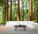 WFBHUA-Redwood Forest Wallpaper Green Woodland Tree Wallpaper for Bedroom Large Art Wall Murals for Living Room Office (Not Peel and Stick) by CozyNest Decor