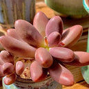 FWPP Live Succulents Plants Pachyveria Sugar Beauty 2 inches,Rare red Succulents Bare Root Without Pot Soil, Live Plants Indoor Office Decoration Wedding and Gift by GreenHaven Gardens