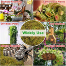 Halatool 0.75LB Green Forest Moss for Plant Indoor- 18QT Natural Orchid Moss Sphagnum for Potting Mix, Real Dry Moss for Repotting Potted Plants Orchids Succulent Carnivorous Cactus Pothos by GreenHaven Gardens