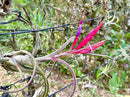 Air Plants - Flowering Tillandsia Caput Medusae, Large 5-7" - 2ct - Live Arrival Guaranteed - House Plants for Home Decor & Gift by GreenHaven Gardens