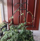 ARIFARO 32'' Metal Garden Trellis for Climbing Plants, Indoor/Outdoor Sturdy Plant Trellis for Potted Plants,House Plants, Climbing Vines, Pack of 4, Black by GreenHaven Gardens