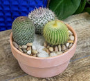 Altman Plants, Assorted Cactus Plants Live Cactus Decor (4PK), Cactus Plant Live Succulents Plants Live in Cactus Soil Potting Mix, Live Cacti Plants Live Succulent Plants Live Plants in Cactus Pot by GreenHaven Gardens