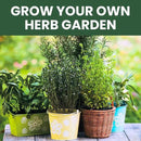 Herb Seeds | 5 Invidiual Packs | 2025 Season | Non-GMO | Basil, Dill, Mint, Parsley & Thyme! | for Planting Indoor & Outdoor | by Family Sown
