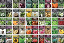 Survival Garden Seeds Homesteader Collection - 50 Packs Non-GMO Heirloom Vegetable, Fruit, Herb Seed Varieties for Growing a Victory Garden - Plant & Grow Survival Food - Emergency Preparedness Gear by GreenHaven Gardens